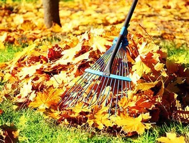 Spring/Fall Cleanup