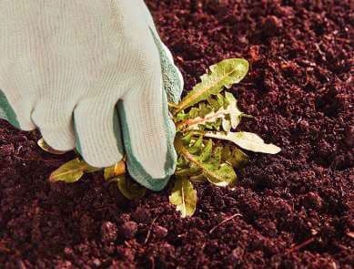 Garden Maintenance